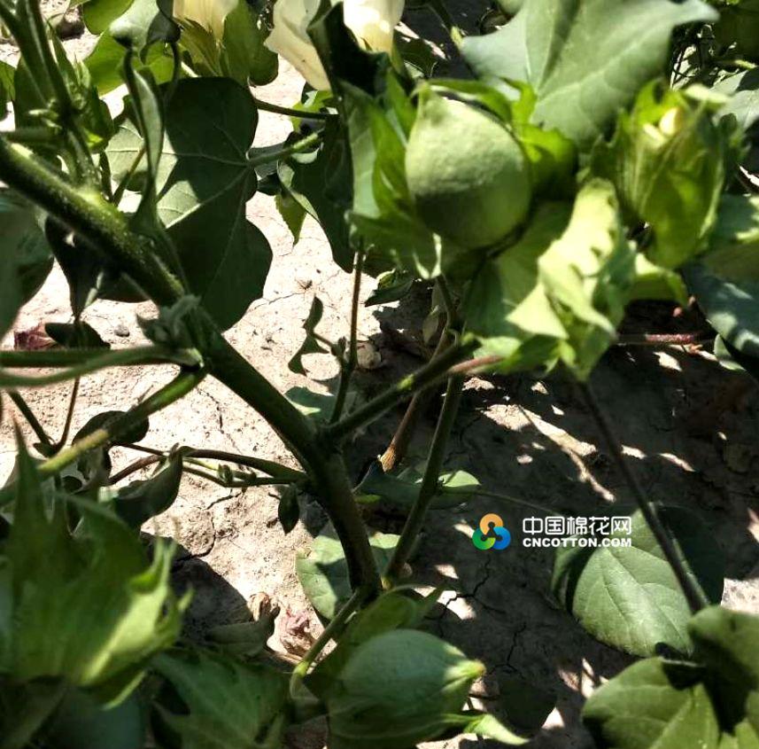 阿克苏最新新闻概览